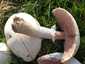 Nagyspórás csiperke (Agaricus crocodilinus), Budai-hegység